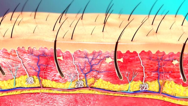 anatomy of hair