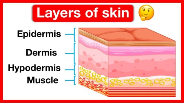 Anatomy of skin